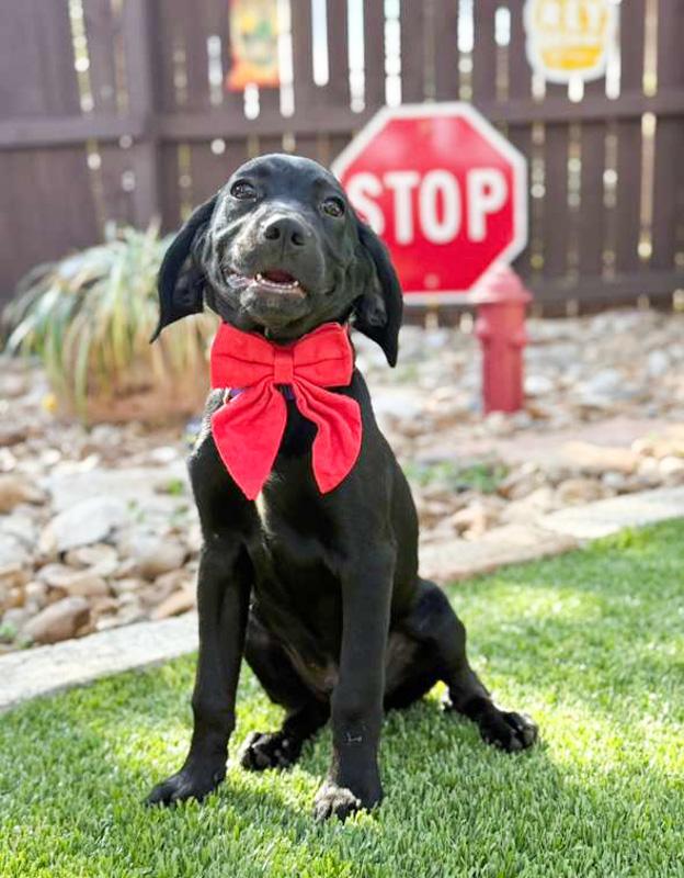 Yogi, an adoptable mixed breed in Southport, CT image 4/5