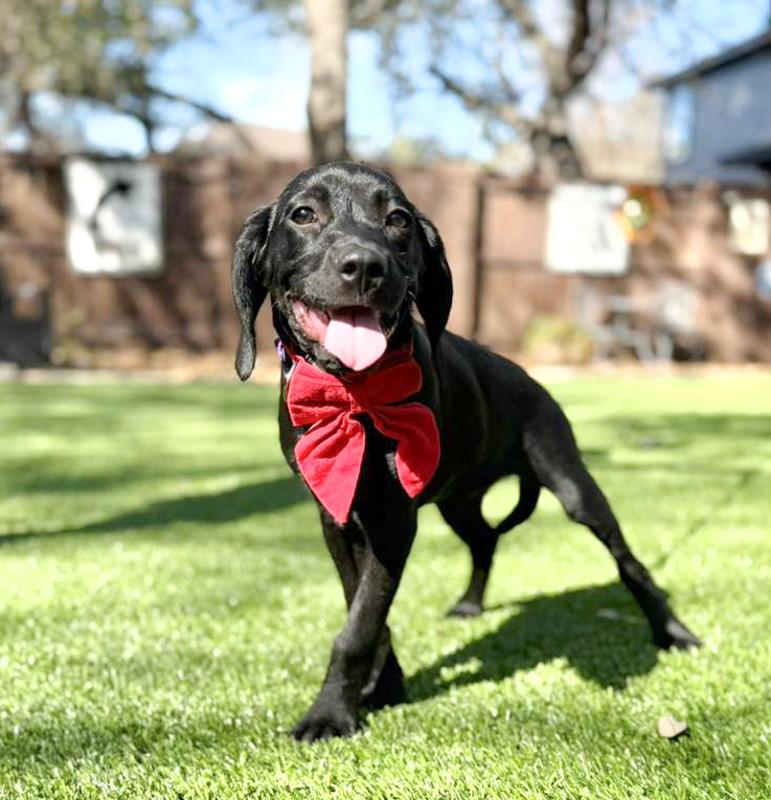 Yogi, an adoptable mixed breed in Southport, CT image 3/5