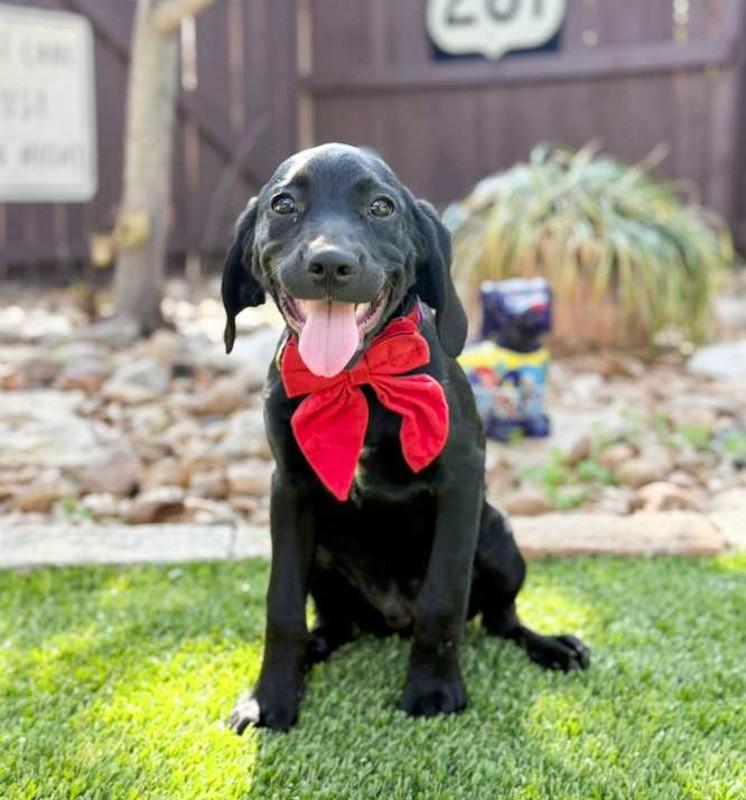 Yogi, an adoptable mixed breed in Southport, CT image 5/5