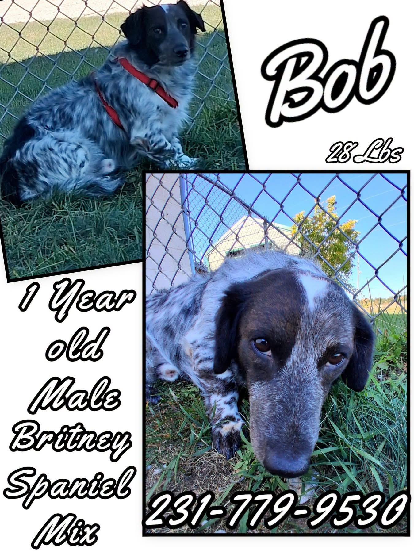 Enlarge BOB, a Adopted mixed breed in Cadillac, MI image 1/1