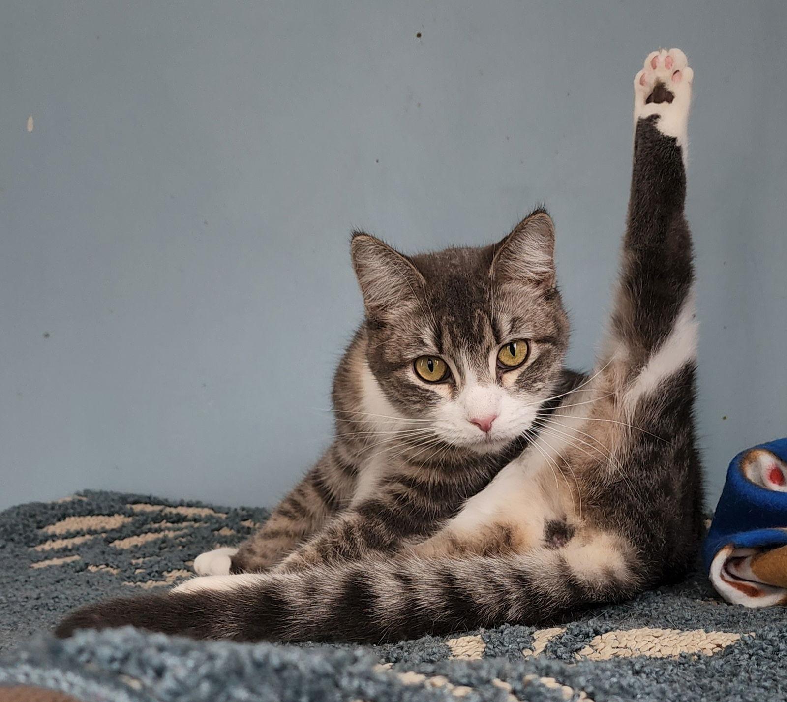 Fern, Adoptable, Young Female Domestic Short Hair & Tabby.