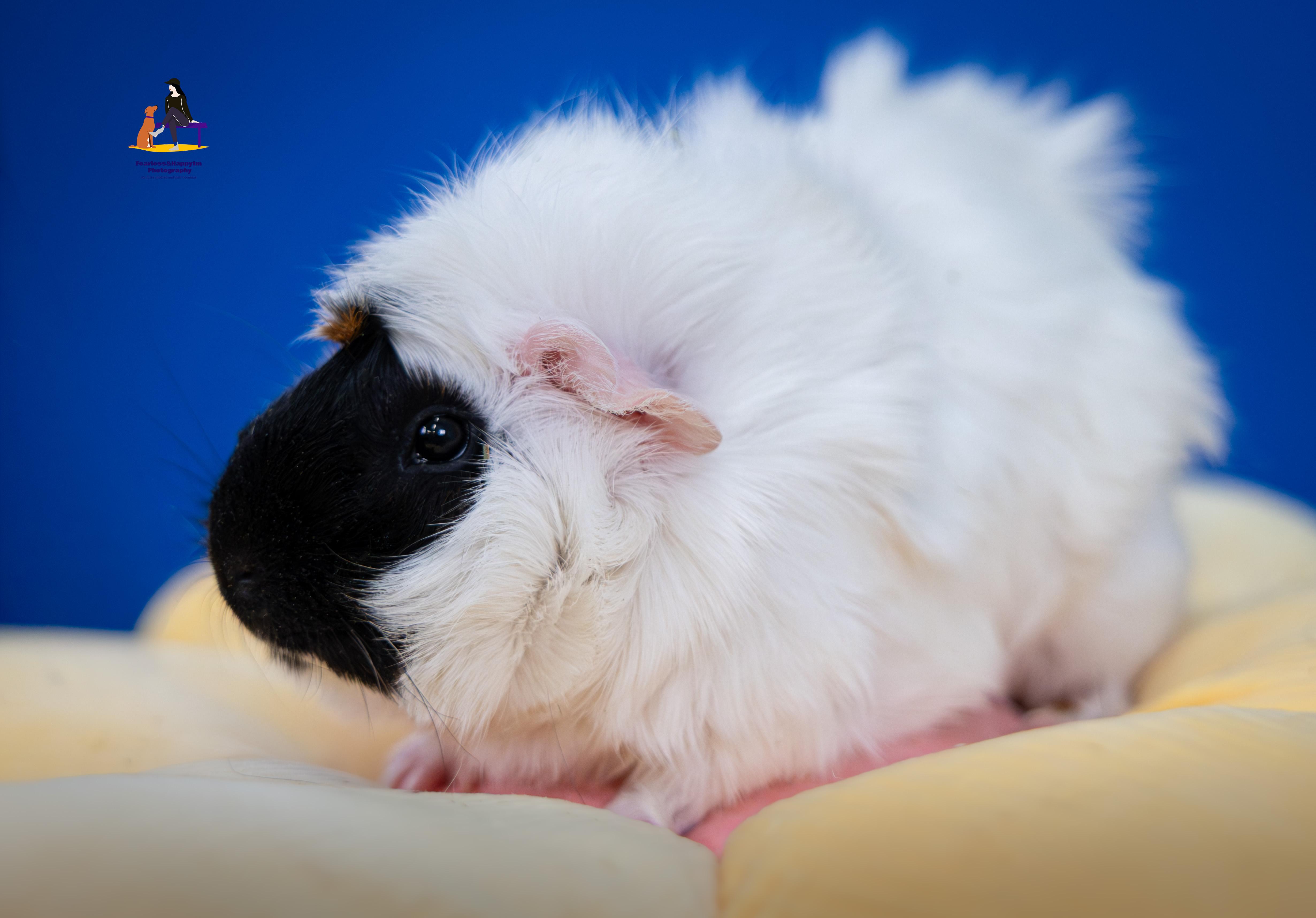 Quincy, an adopted Guinea Pig in Hamilton, ON image 5/6