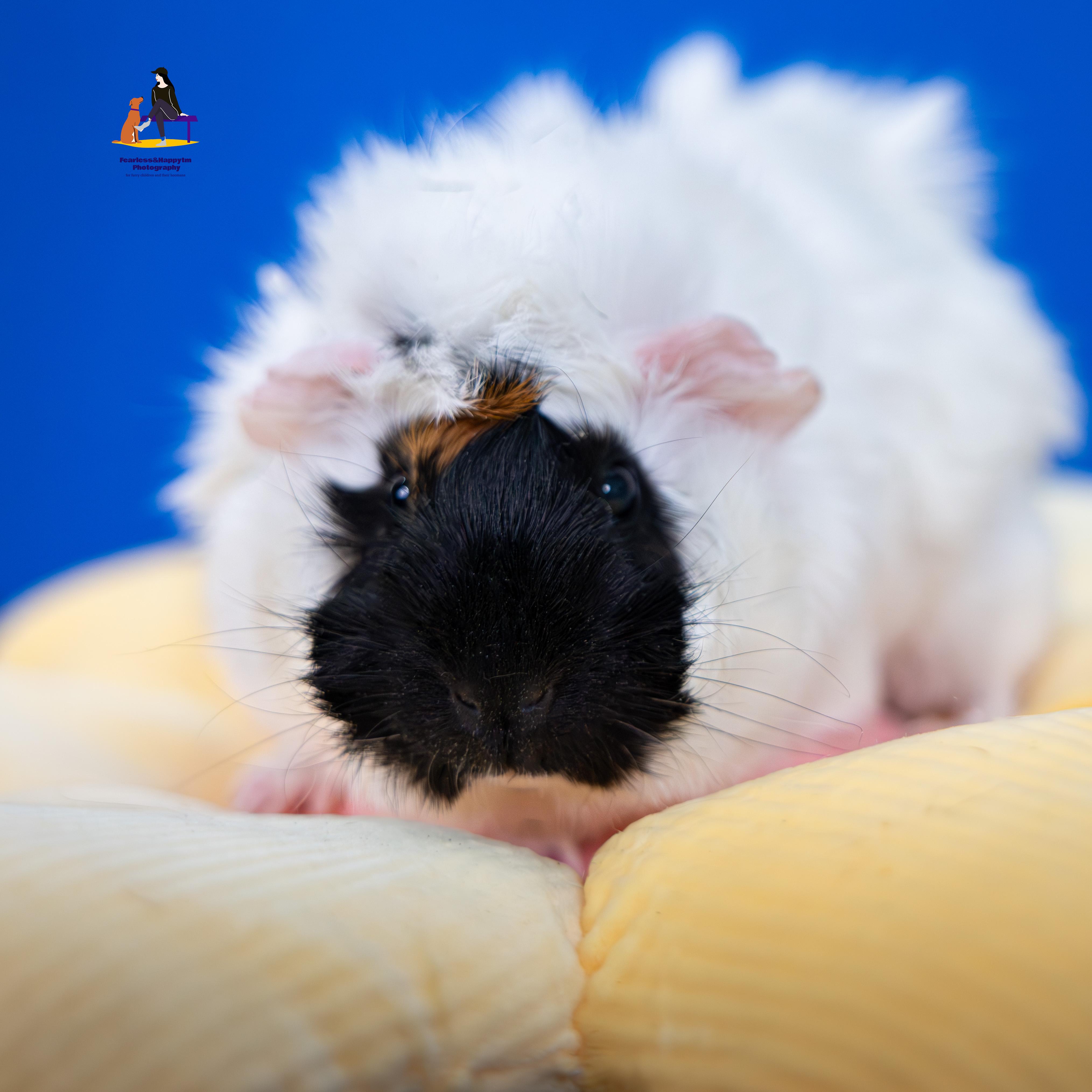 Quincy, adopted, Young Female Guinea Pig.