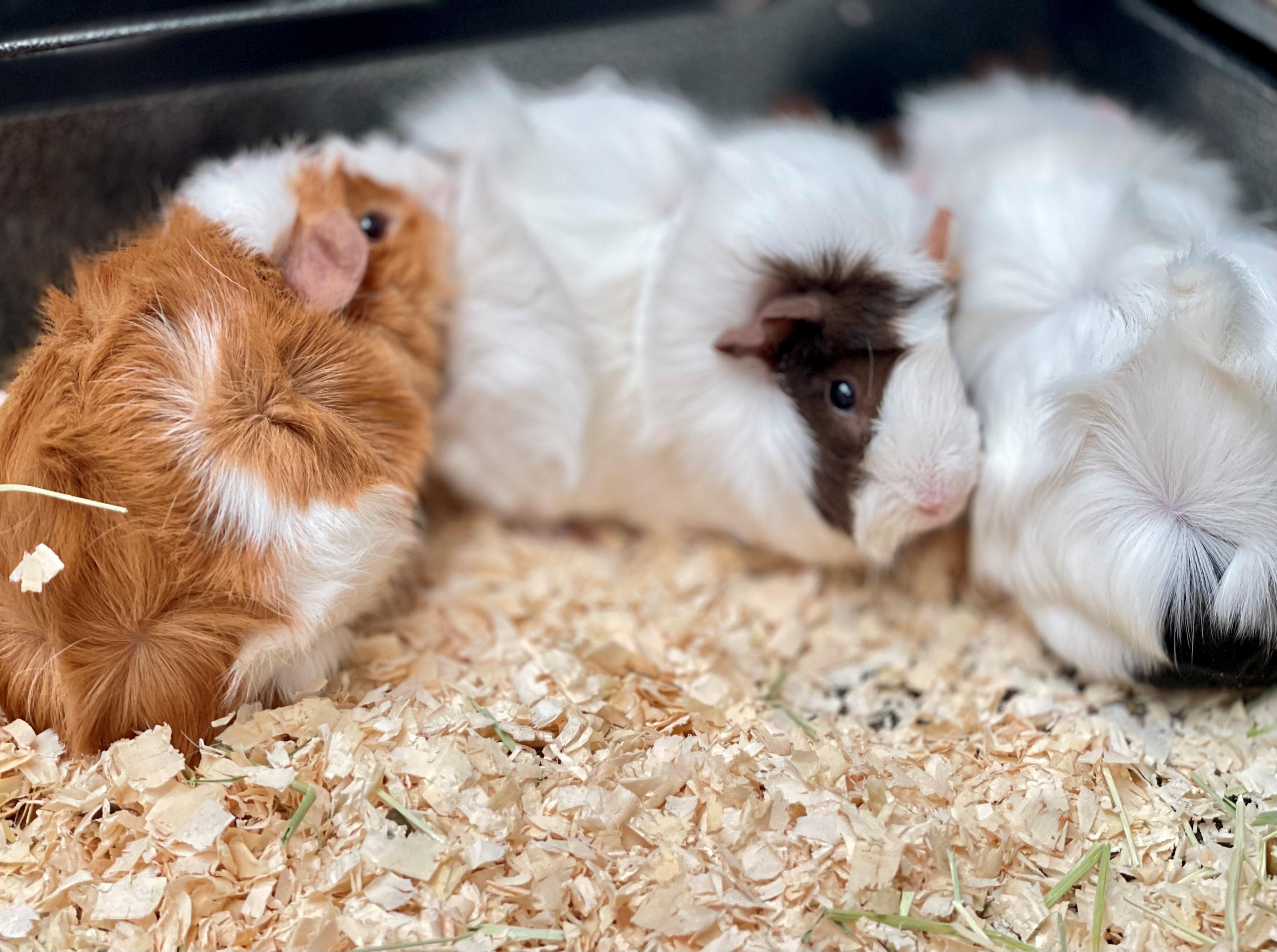 Quincy, an adopted Guinea Pig in Hamilton, ON image 3/6