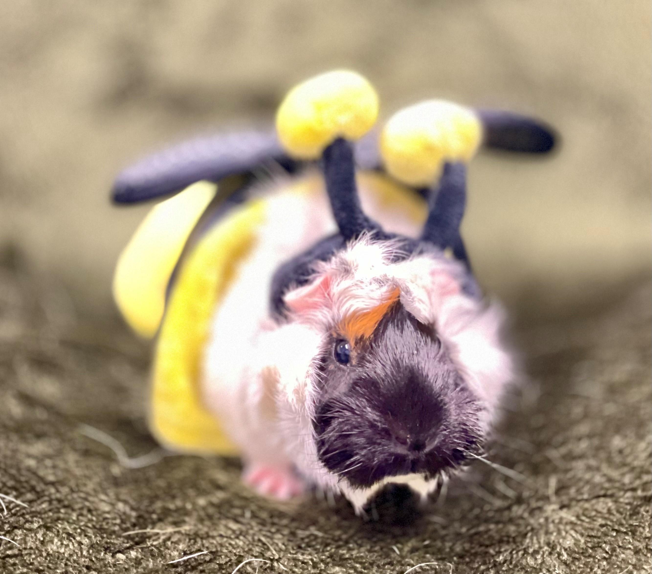 Quincy, an adopted Guinea Pig in Hamilton, ON image 4/6
