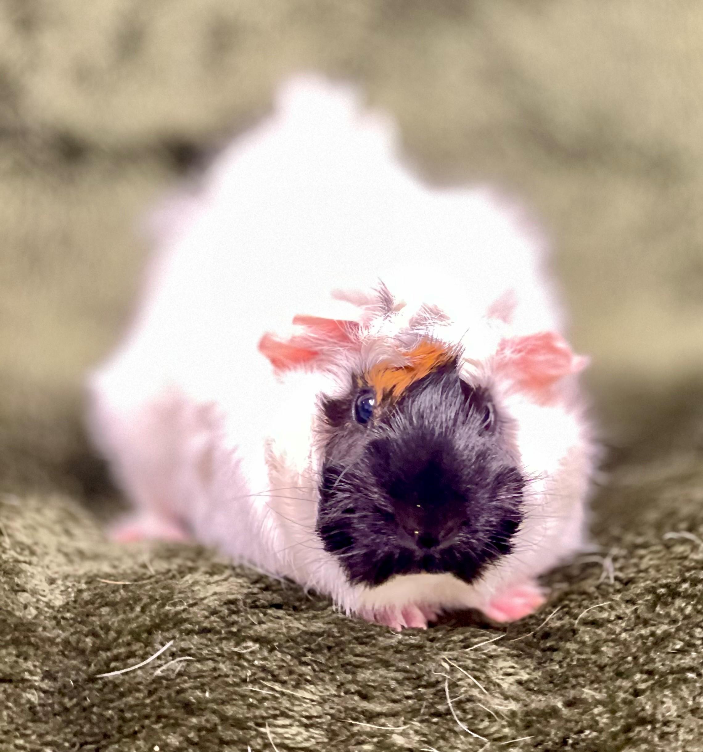 Quincy, an adopted Guinea Pig in Hamilton, ON image 2/6