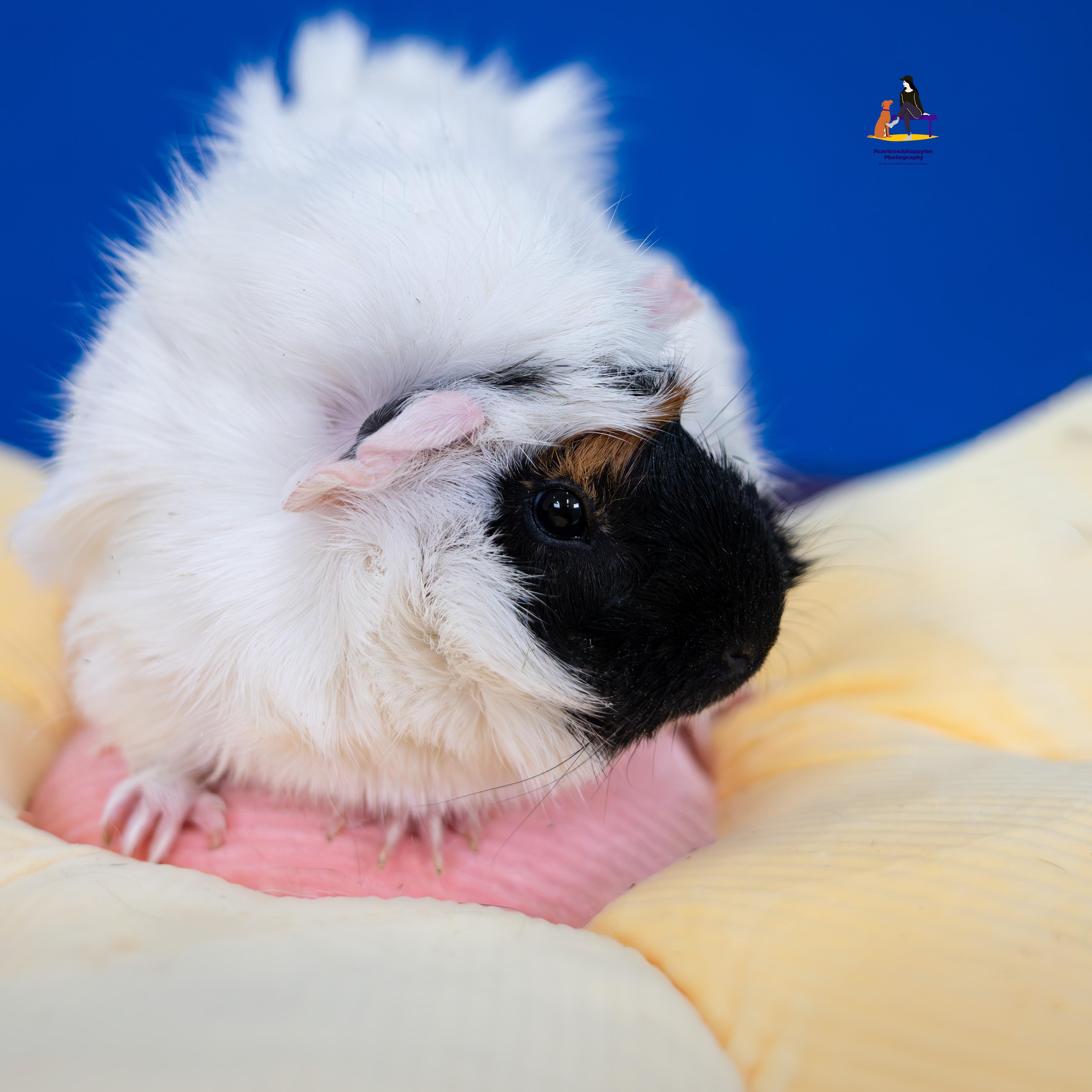 Quincy, an adopted Guinea Pig in Hamilton, ON image 6/6