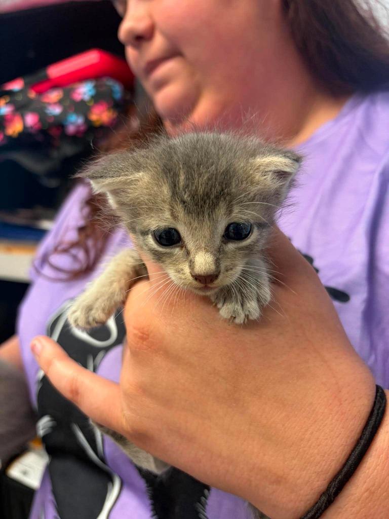 Peach, ADOPTABLE, Kitten • Female, Domestic Short Hair & American Bobtail.
