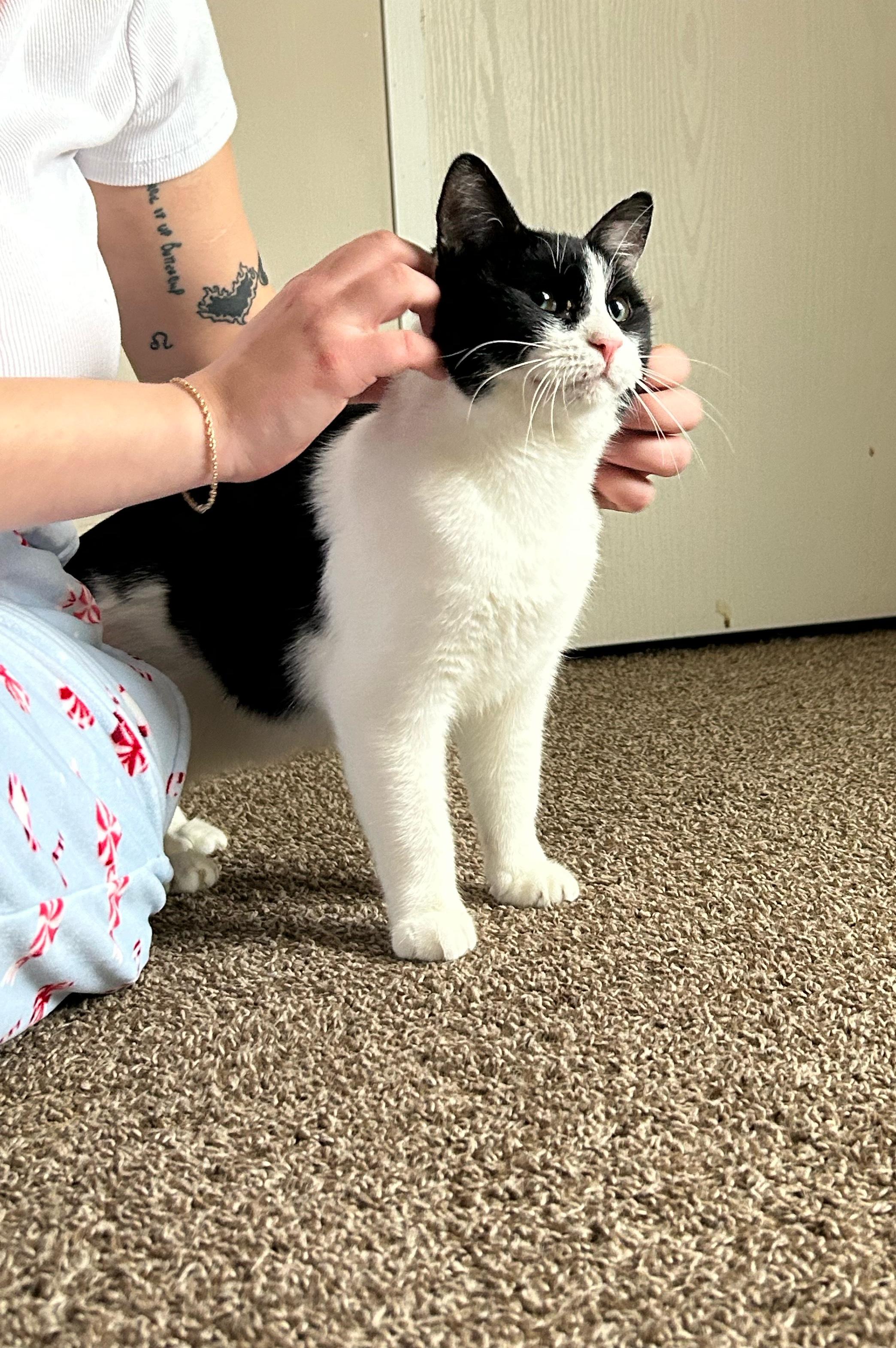 Enlarge Mister Biscuits , a Adoptable Domestic Short Hair in Holly, MI image 6/6