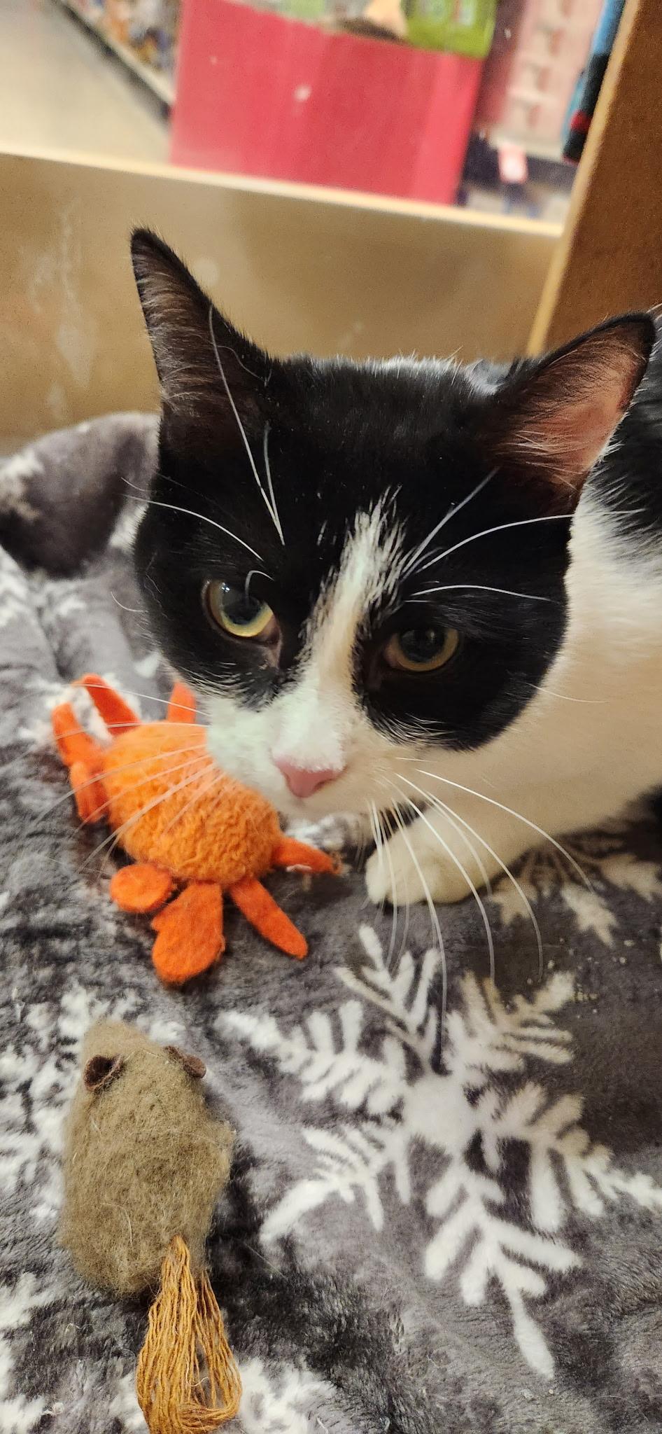Enlarge Mister Biscuits , a Adoptable Domestic Short Hair in Holly, MI image 3/6