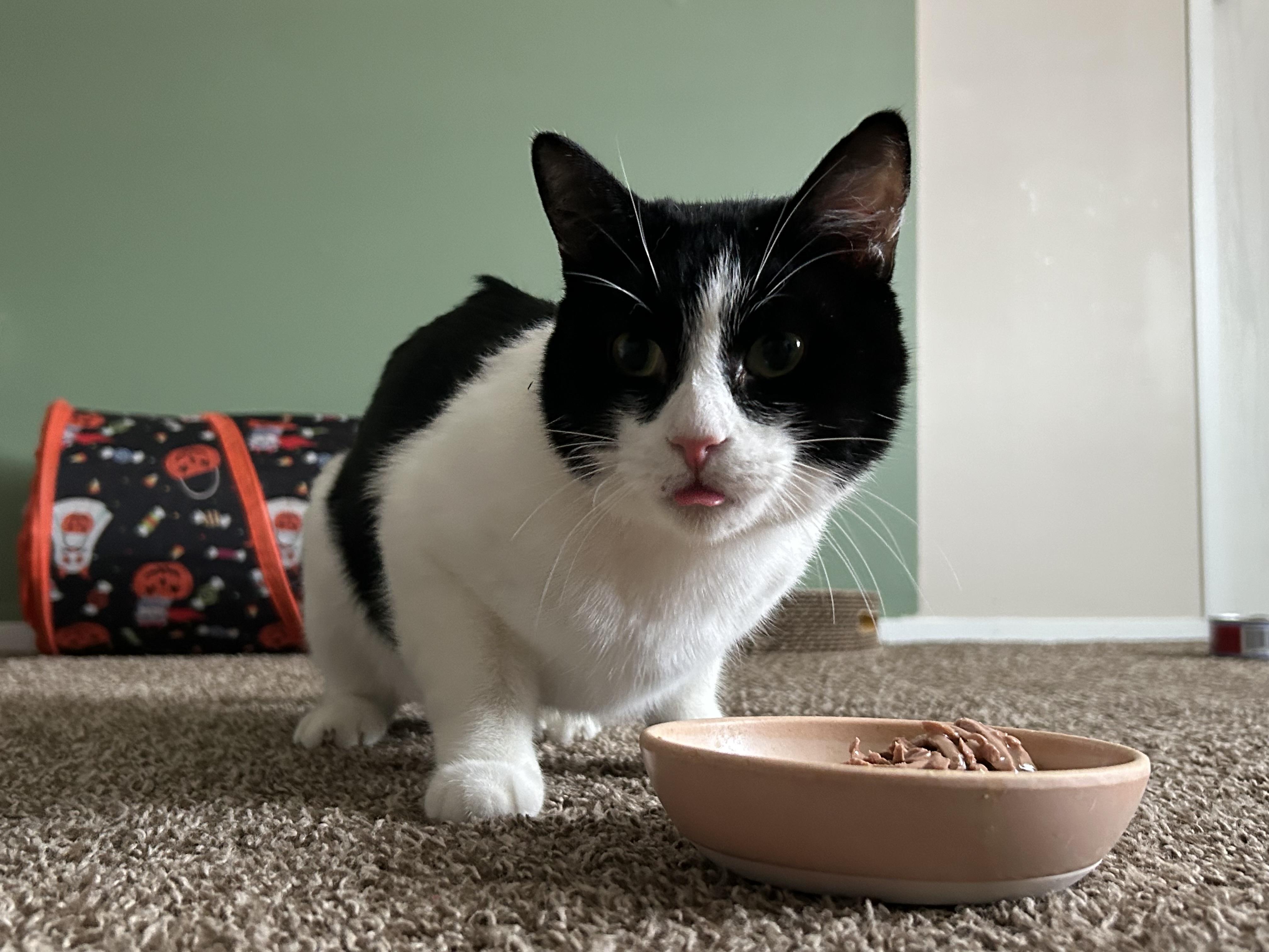 Enlarge Mister Biscuits , a Adoptable Domestic Short Hair in Holly, MI image 2/6