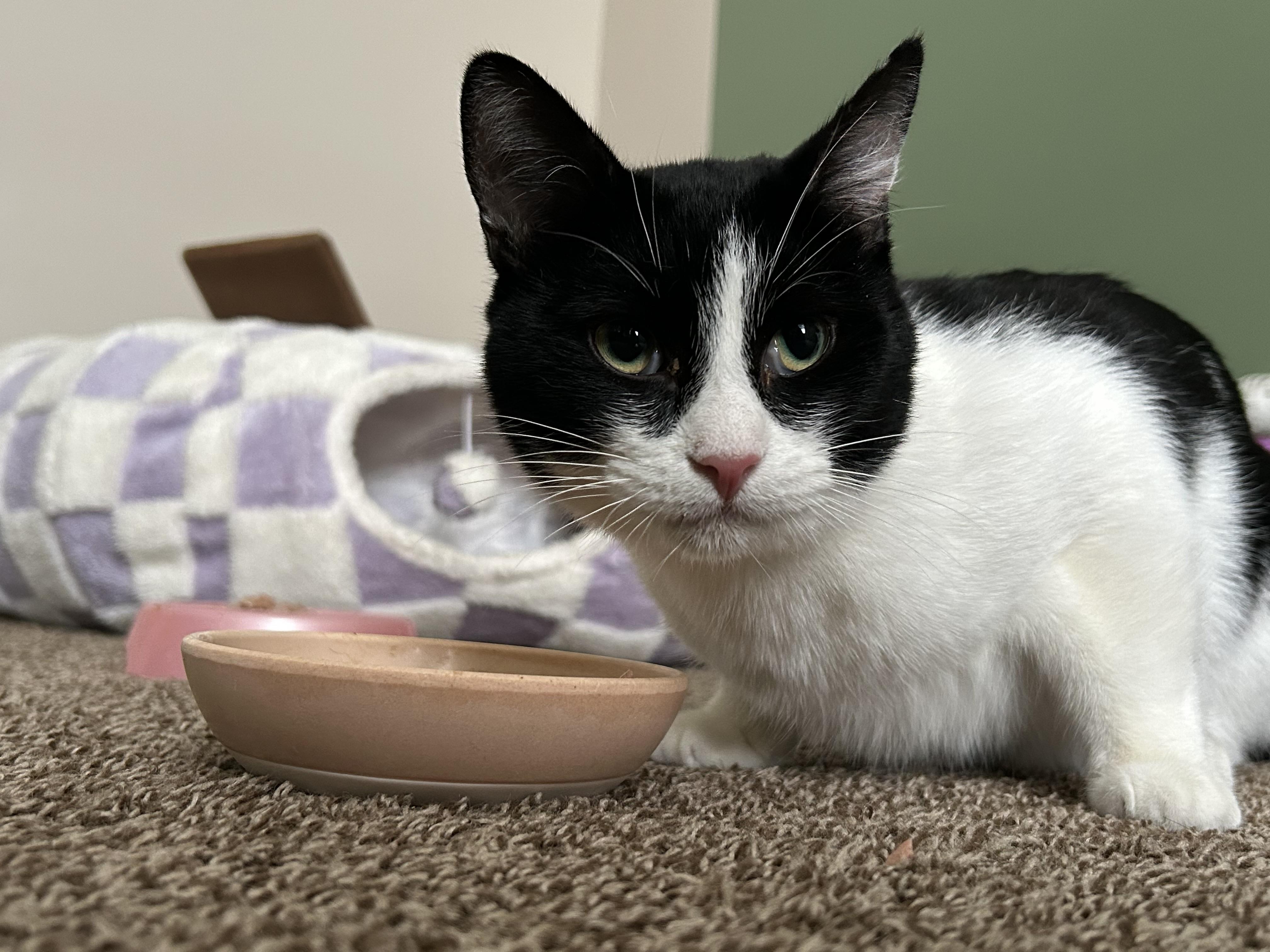 Enlarge Mister Biscuits , a Adoptable Domestic Short Hair in Holly, MI image 5/6