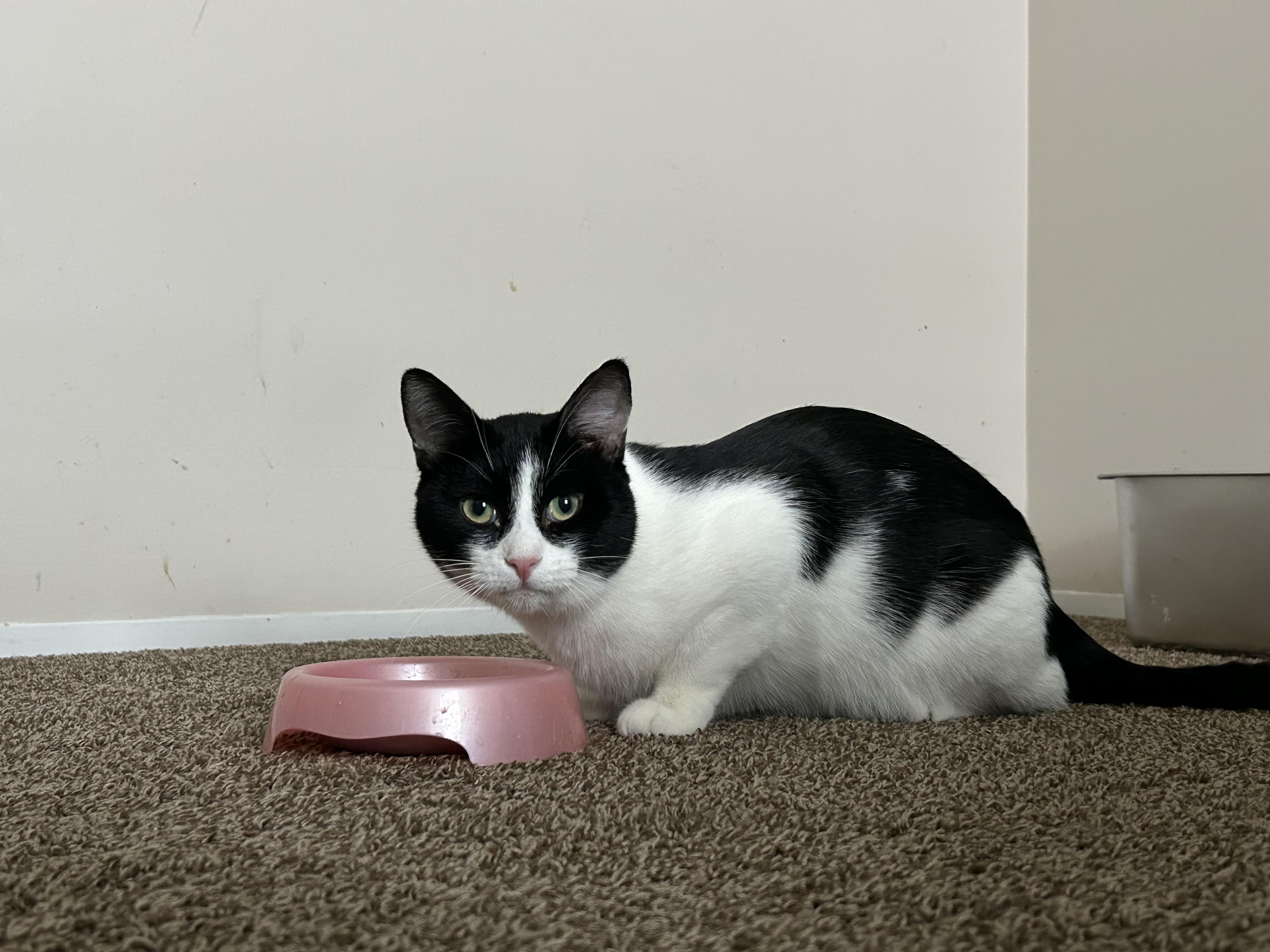 Enlarge Mister Biscuits , a Adoptable Domestic Short Hair in Holly, MI image 4/6