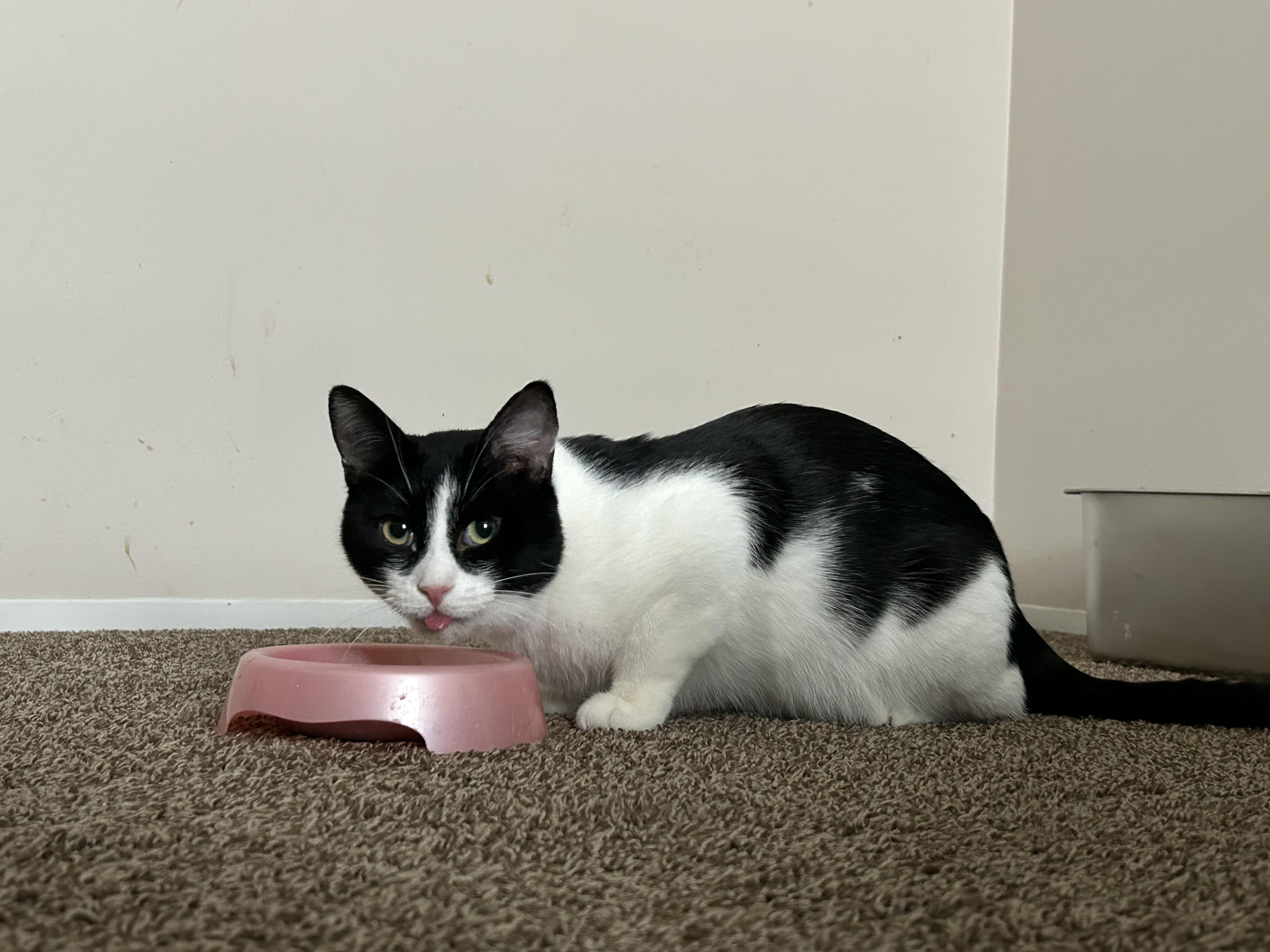 Enlarge Mister Biscuits , a Adoptable Domestic Short Hair in Holly, MI image 1/6