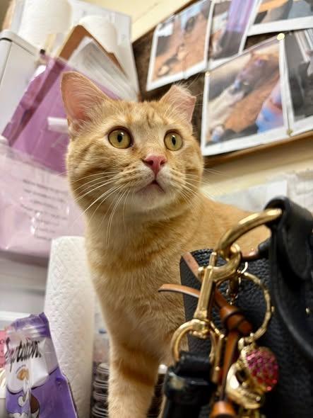 Enlarge Marmalade, a Adoptable mixed breed in St. Louis, MO image 1/4