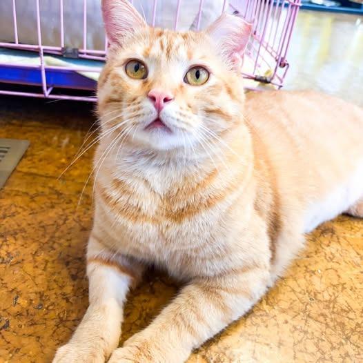 Enlarge Marmalade, a Adoptable mixed breed in St. Louis, MO image 2/4