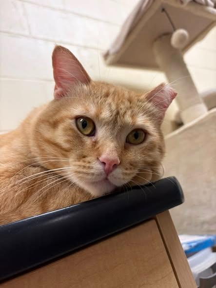 Enlarge Marmalade, a Adoptable mixed breed in St. Louis, MO image 3/4