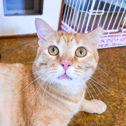 Enlarge Marmalade, a Adoptable mixed breed in St. Louis, MO image 4/4