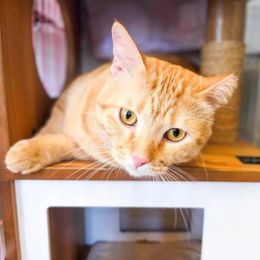 Enlarge Marmalade, a Adoptable mixed breed in St. Louis, MO image 5/5
