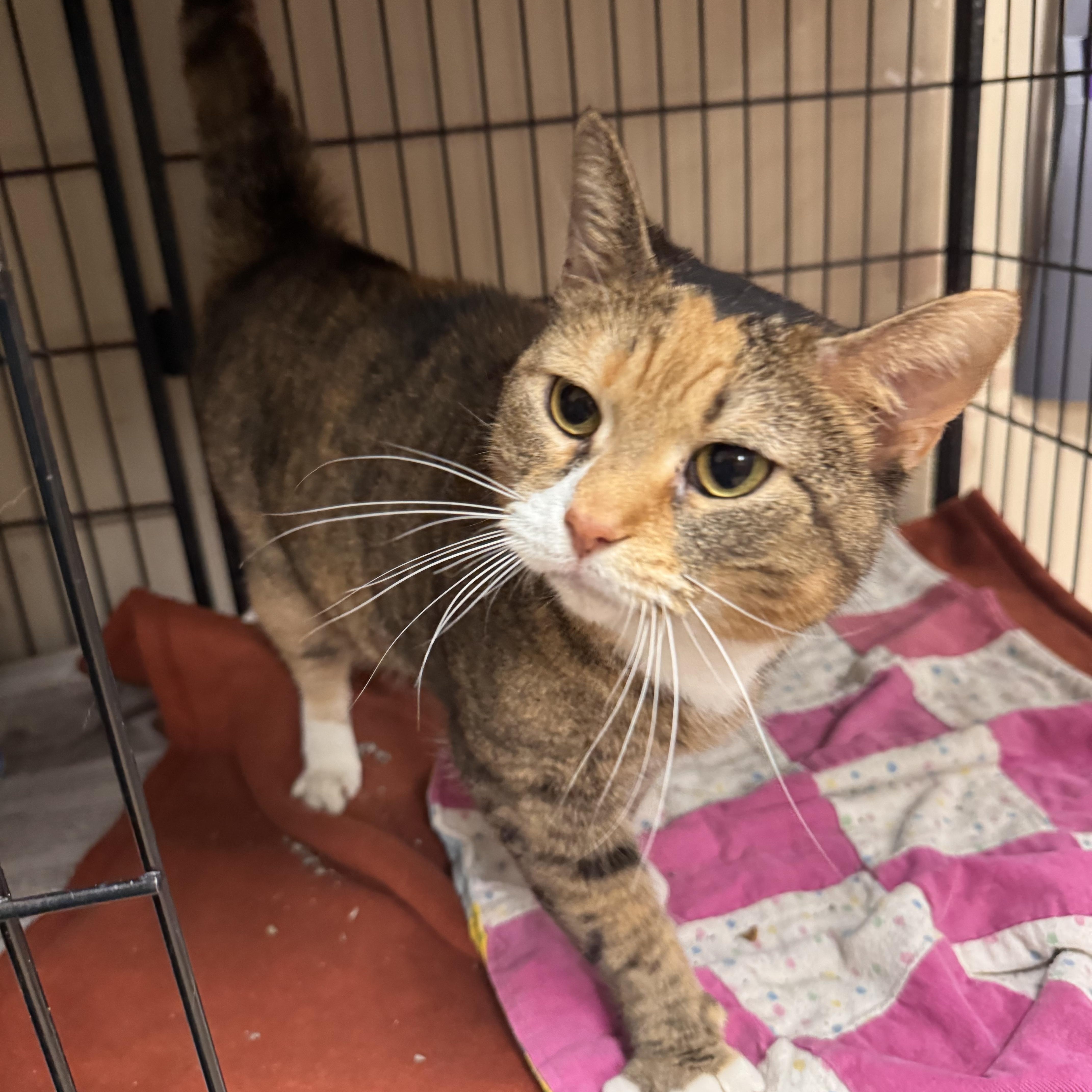 Reese, ADOPTABLE, Adult Female Domestic Short Hair.