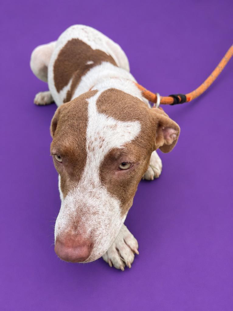 Enlarge Jolina, a Adoptable mixed breed in Wauchula, FL image 1/1