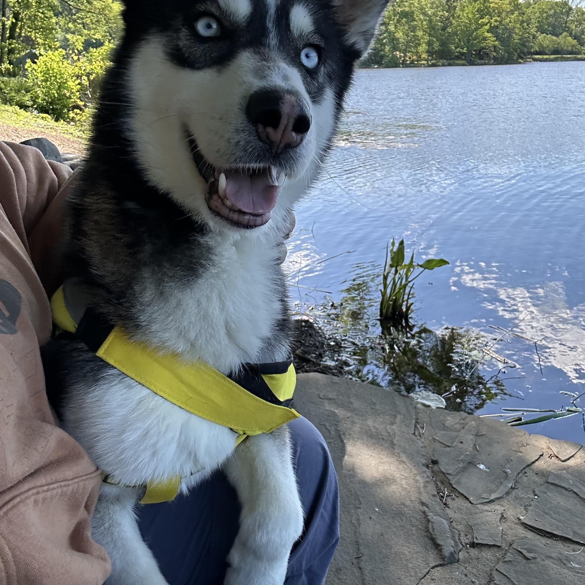 Enlarge Auri (Aurora), an adopted mixed breed in Greenbelt, MD image 5/6