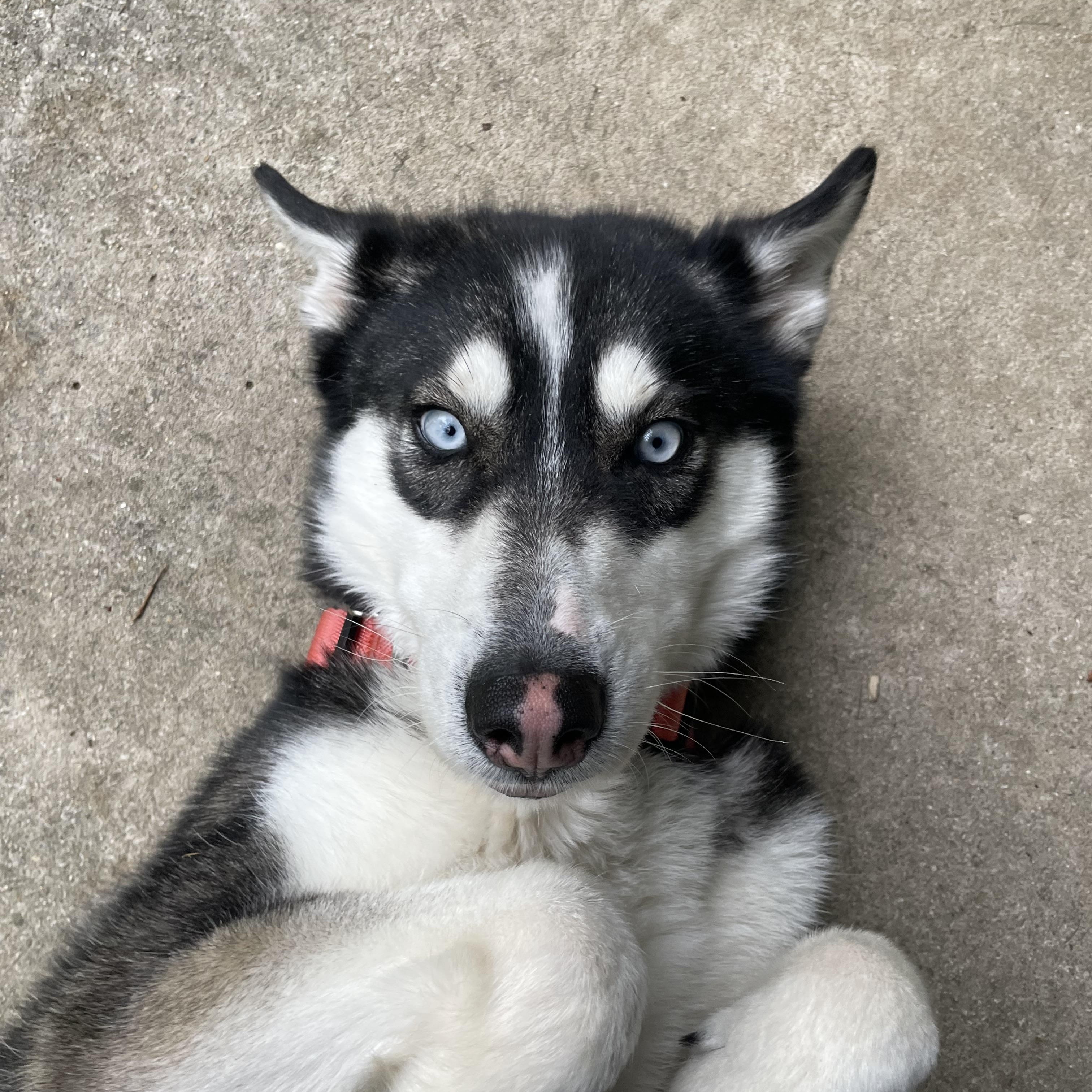 Enlarge Auri (Aurora), an adopted mixed breed in Greenbelt, MD image 2/6