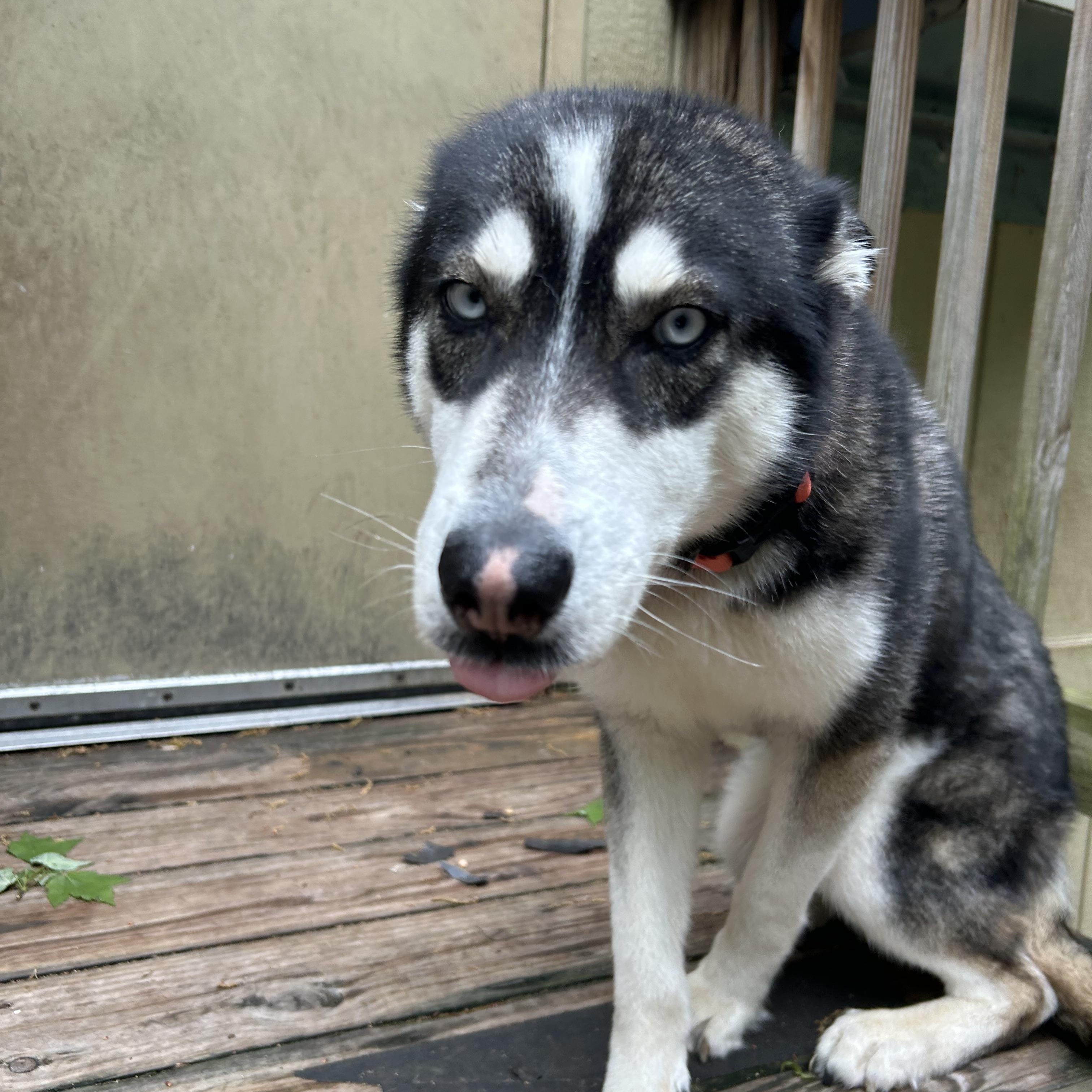 Enlarge Auri (Aurora), an adopted mixed breed in Greenbelt, MD image 6/6