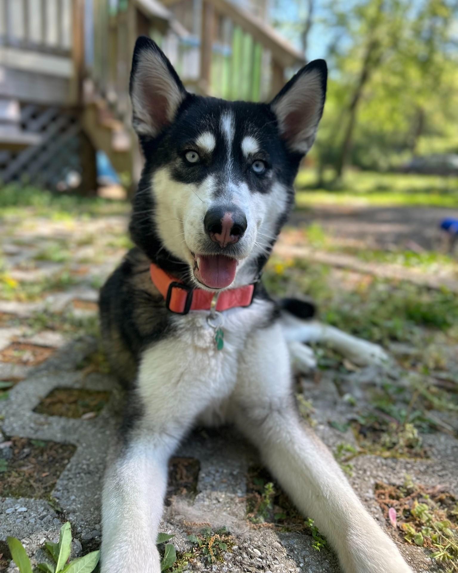 Enlarge Auri (Aurora), an adopted mixed breed in Greenbelt, MD image 1/6