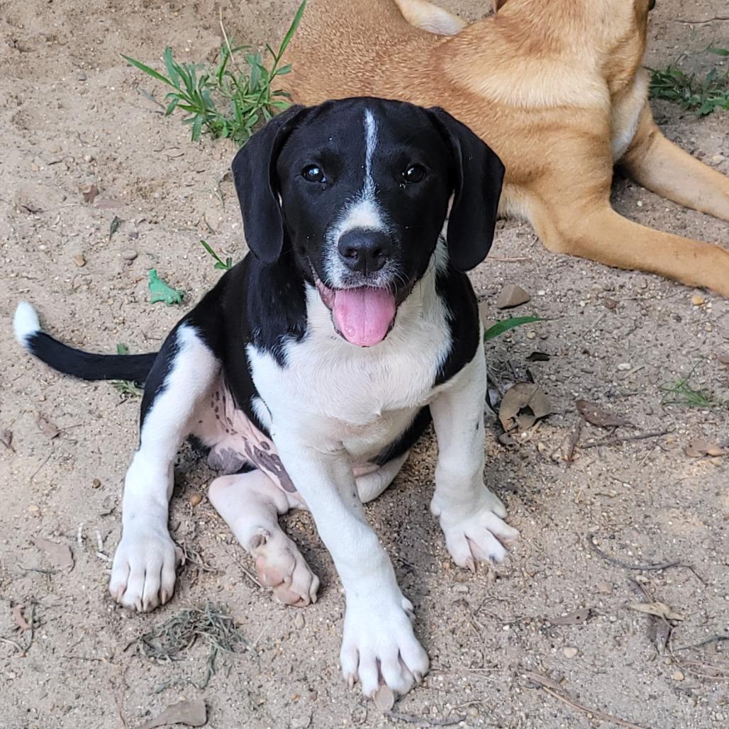 Linus, Adoptable, Puppy Male Hound.