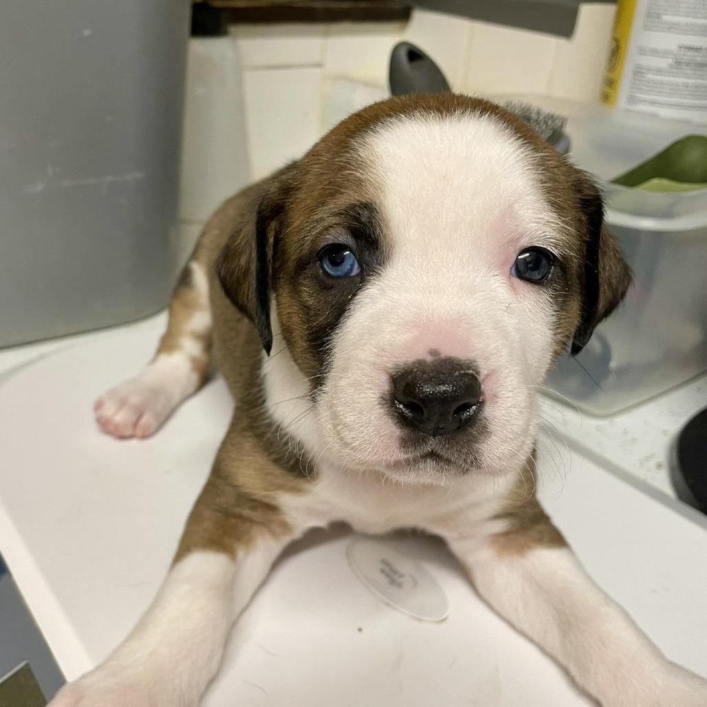 Enlarge Nova, a Adoptable mixed breed in Mundelein, IL image 1/1