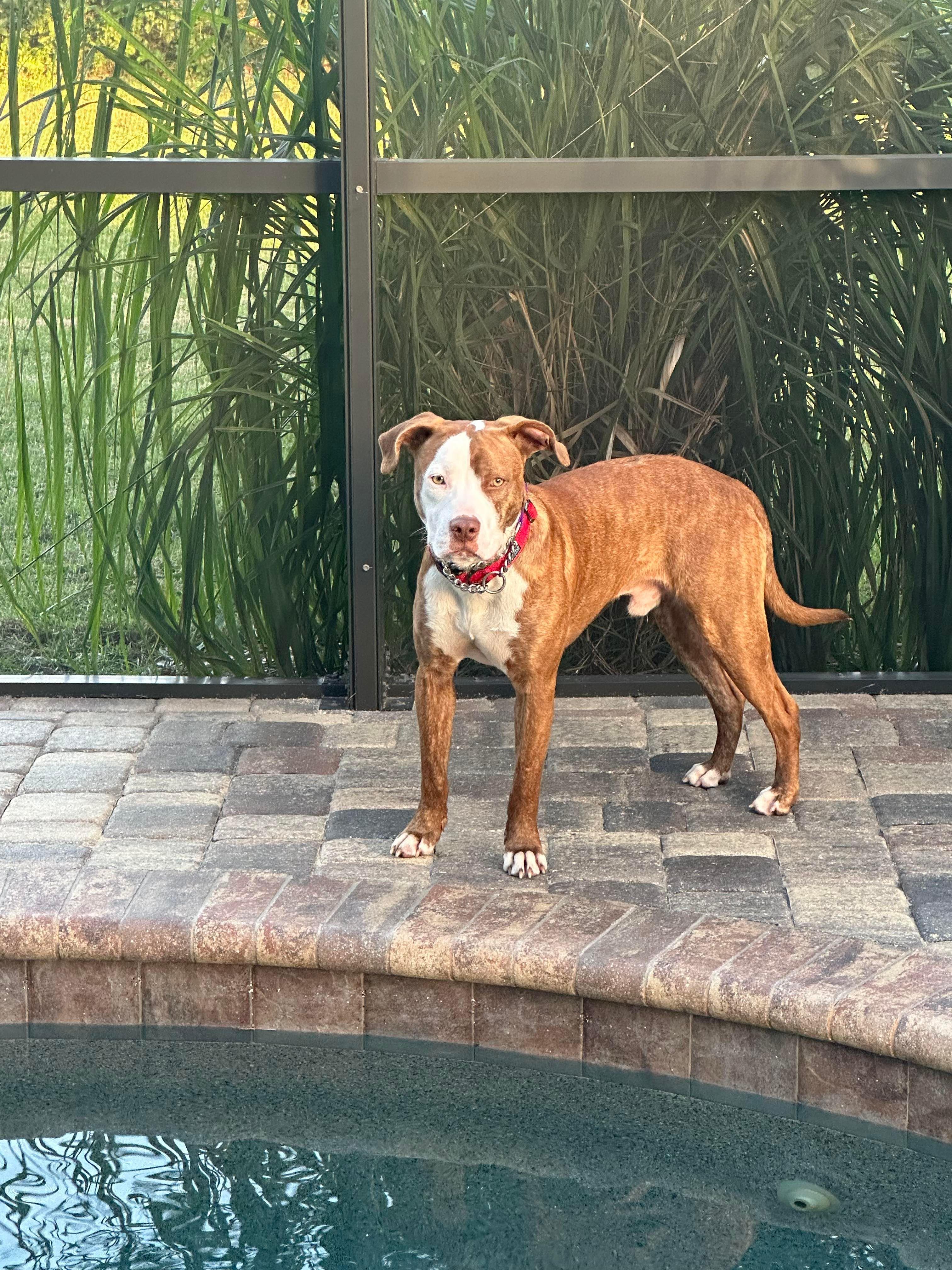 Seamus, Adopted, Adult Male Pit Bull Terrier.