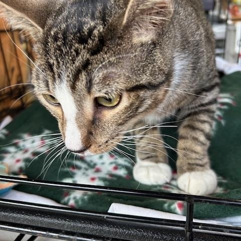 Enlarge Mike, a ADOPTABLE Domestic Short Hair in Stanhope, NJ image 1/3