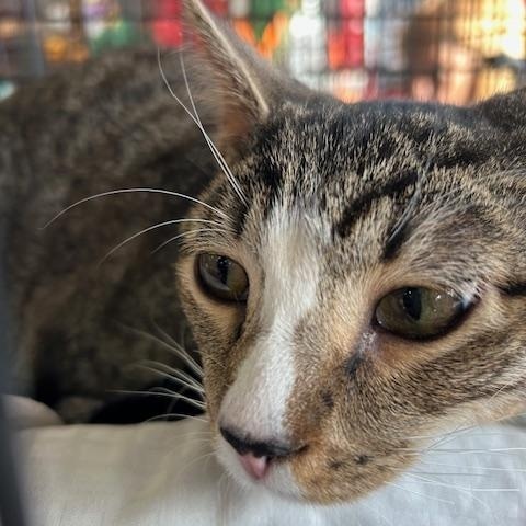 Enlarge Mike, a ADOPTABLE Domestic Short Hair in Stanhope, NJ image 2/3