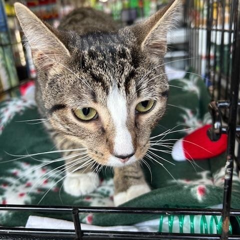 Enlarge Mike, a ADOPTABLE Domestic Short Hair in Stanhope, NJ image 3/3