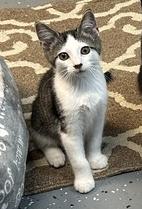 Sylvester, Adoptable, Kitten Male Domestic Short Hair.