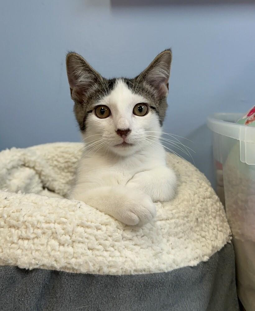 Enlarge Sylvester, a Adoptable mixed breed in Woodbridge, VA image 2/2