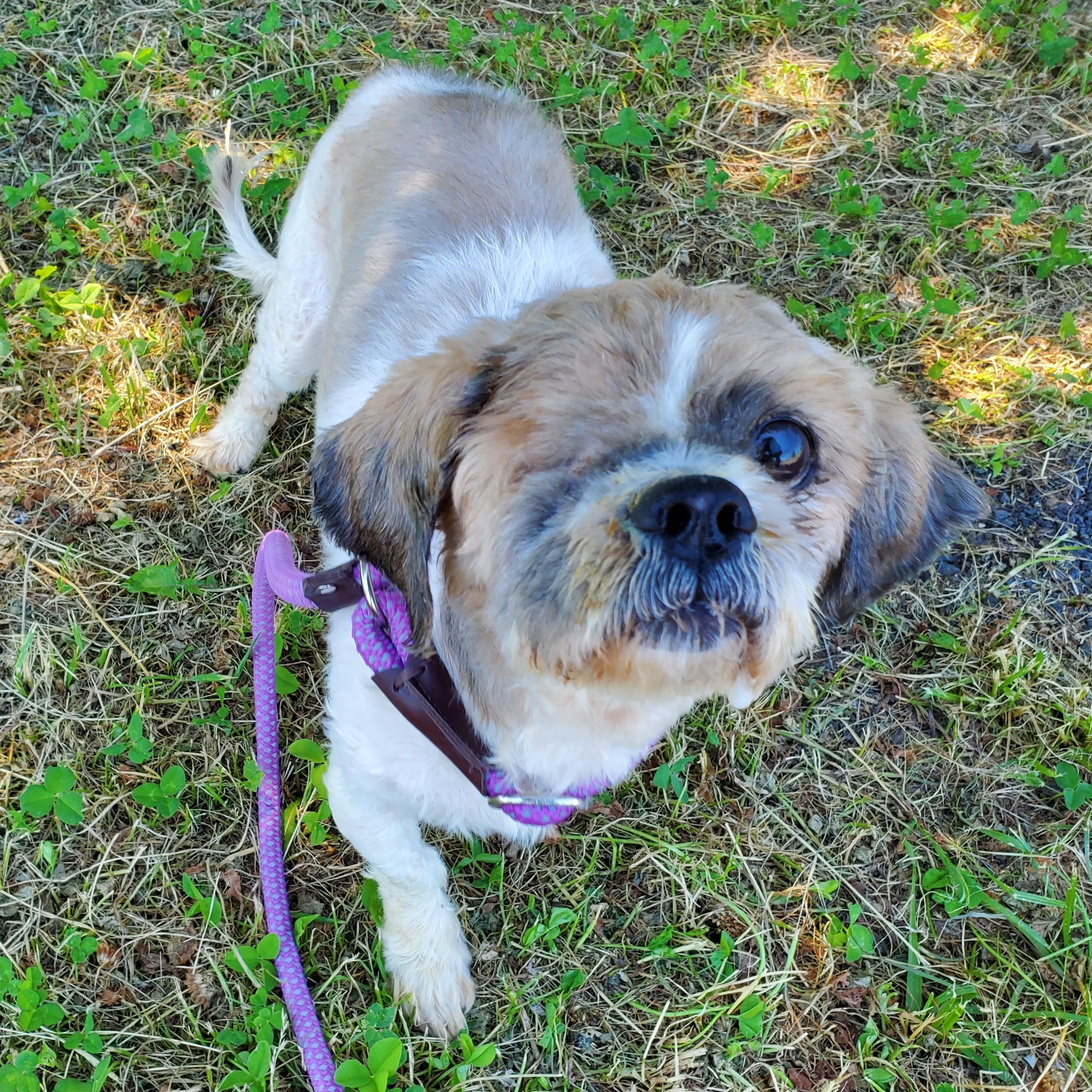 Chloe, adopted, Senior Female Shih Tzu.