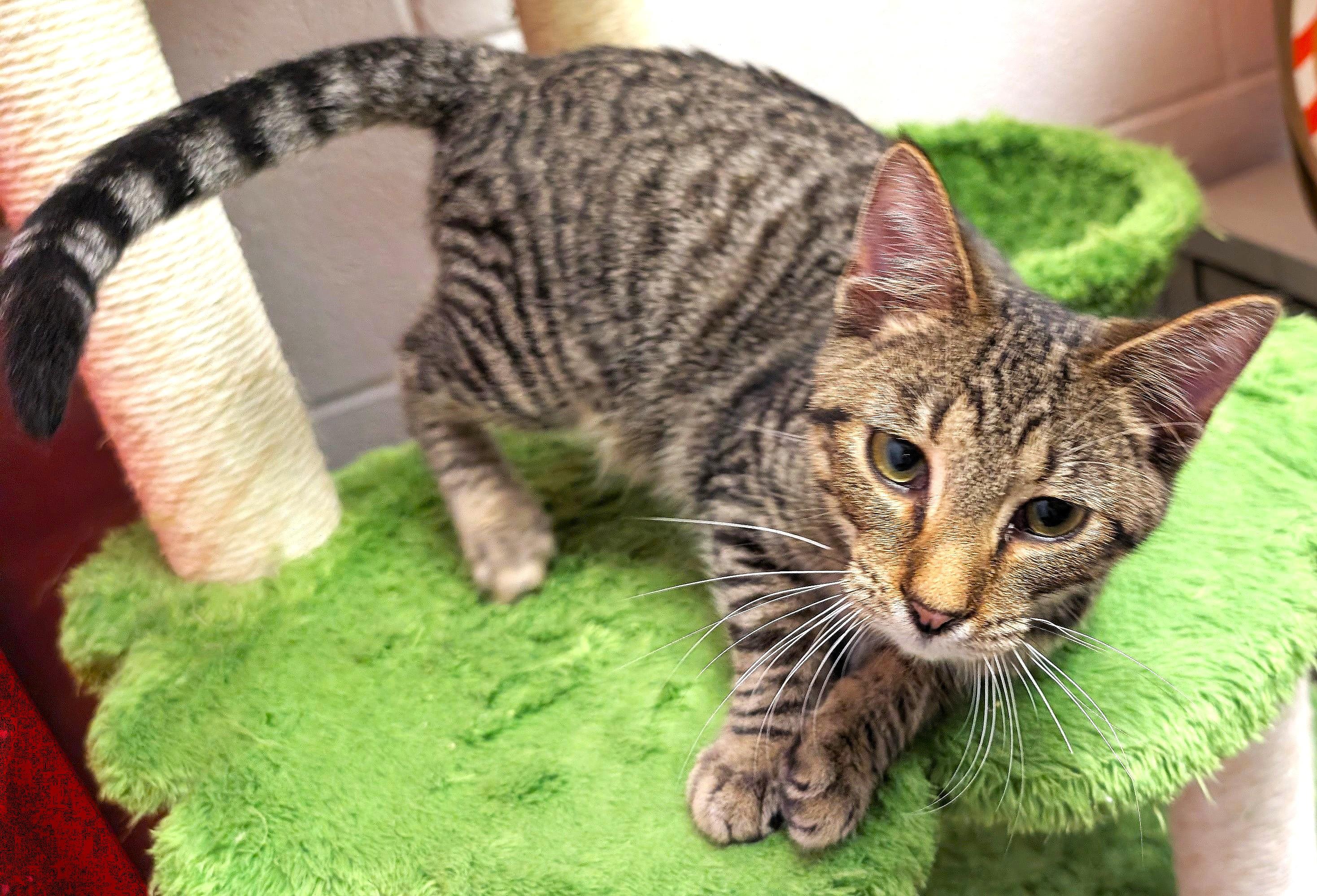 James, a ADOPTABLE mixed breed in Smithfield, NC image 4/4