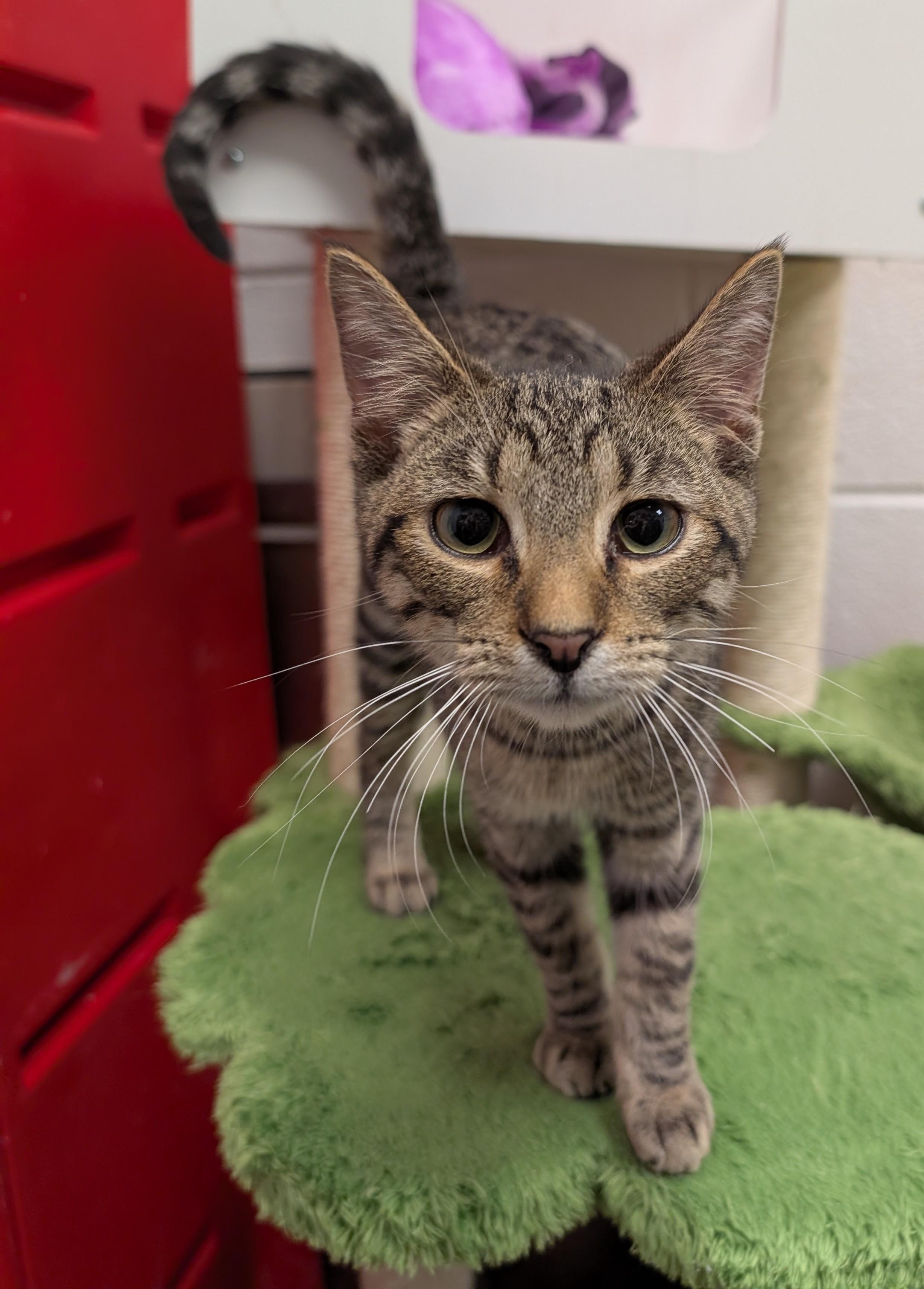James, a ADOPTABLE mixed breed in Smithfield, NC image 2/4