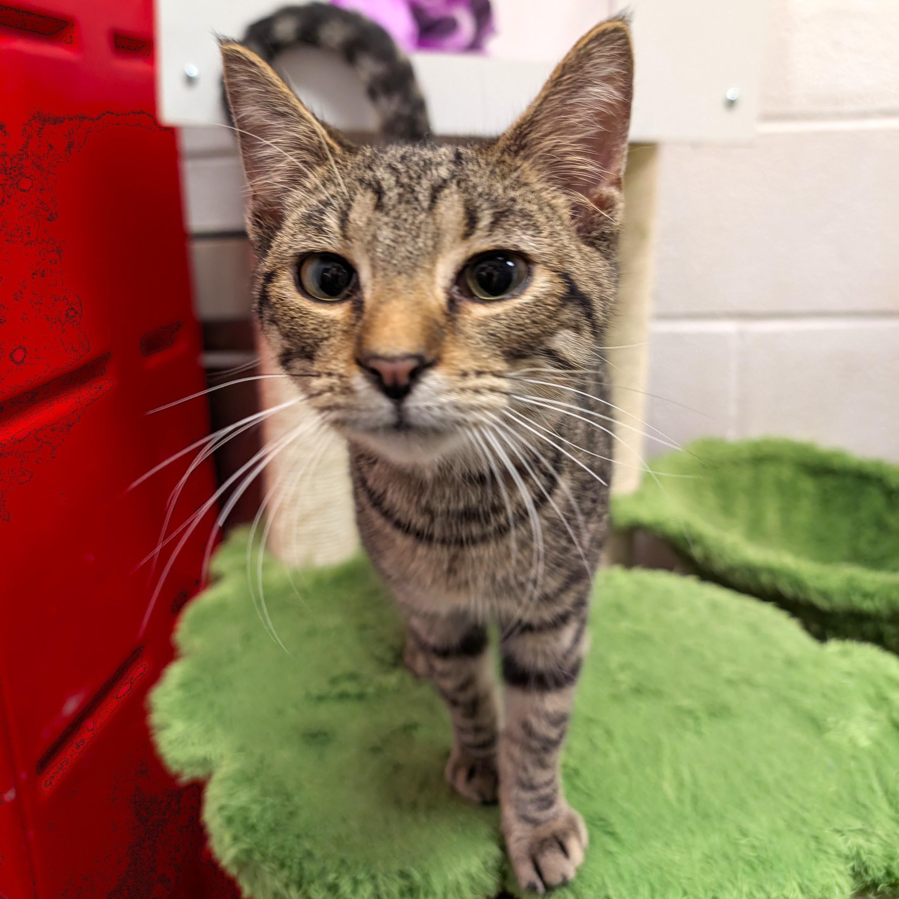 James, a ADOPTABLE mixed breed in Smithfield, NC image 1/4