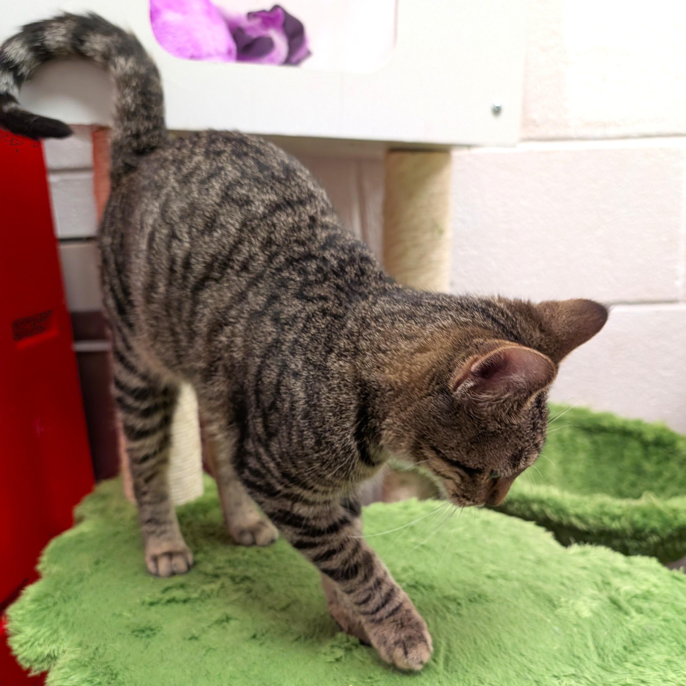 James, a ADOPTABLE mixed breed in Smithfield, NC image 3/4