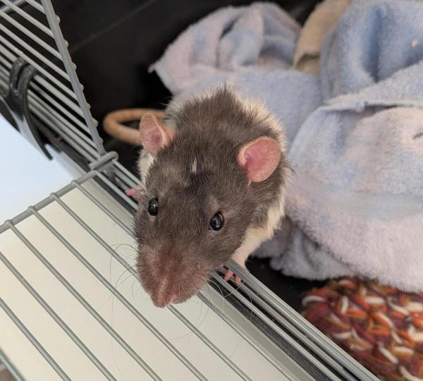 Kettle, Adoptable, Adult Male Rat.