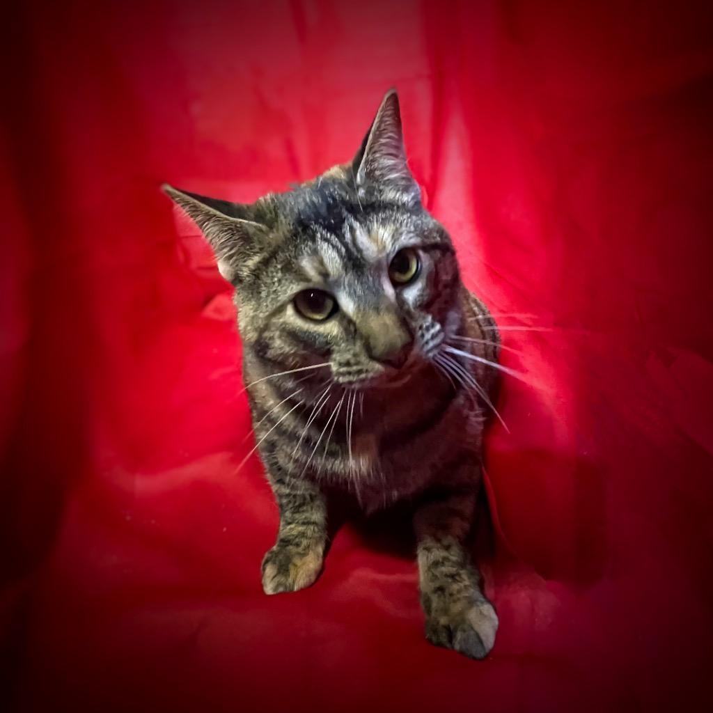 Sly, Adoptable, Young Male Domestic Short Hair.