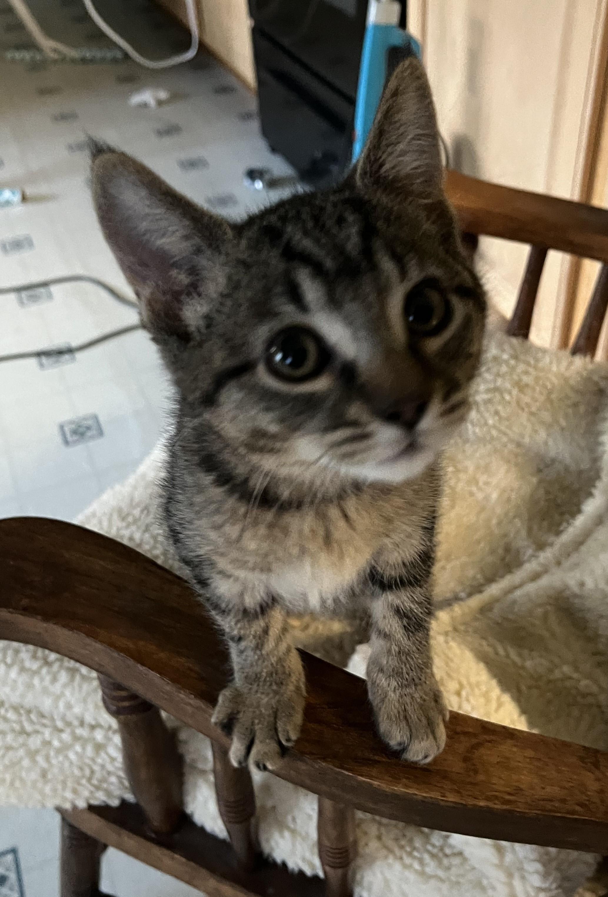 Jingle, an adopted Domestic Short Hair in Butte, MT image 2/4
