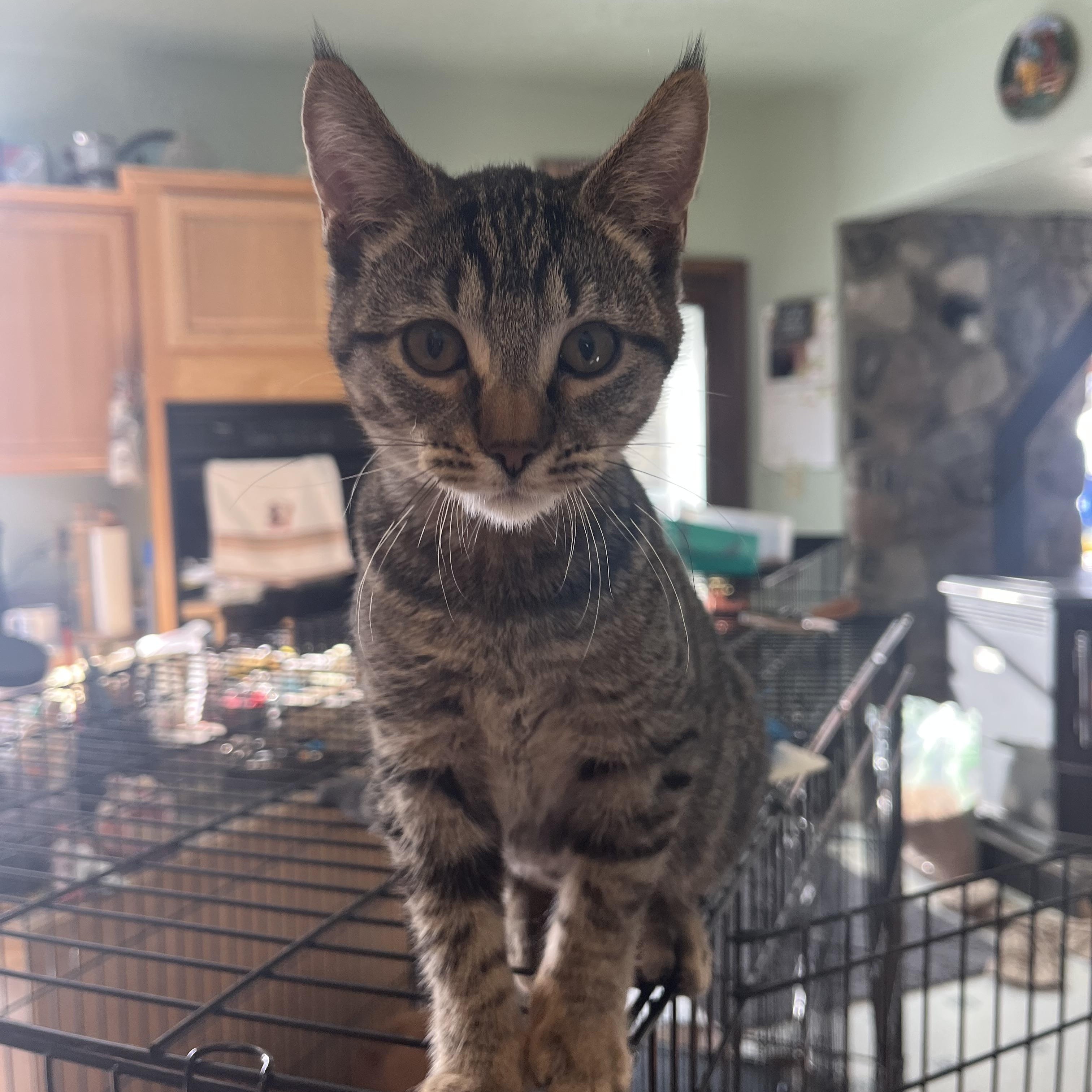 Jingle, an adopted Domestic Short Hair in Butte, MT image 4/4