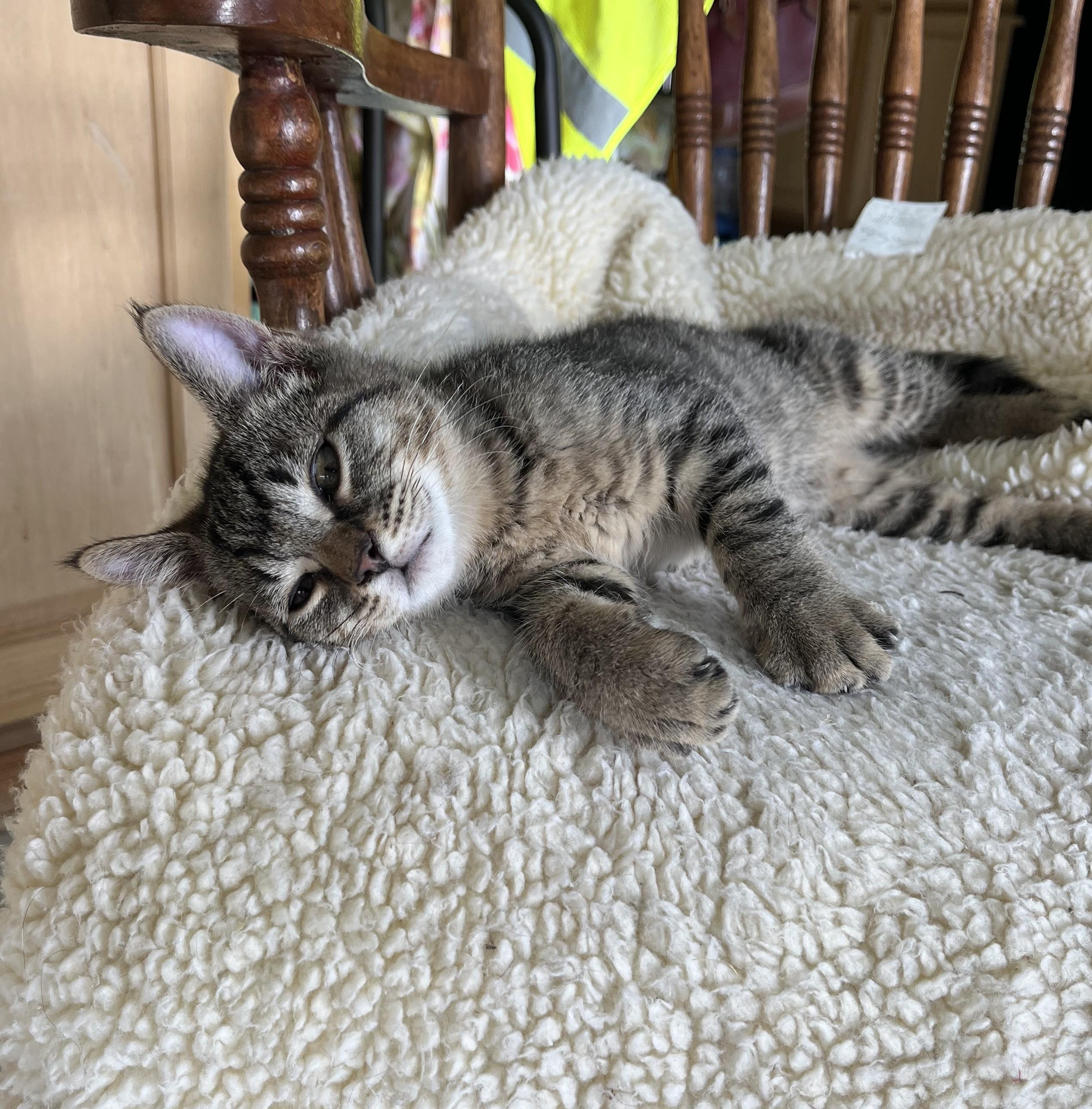 Jingle, an adopted Domestic Short Hair in Butte, MT image 3/4