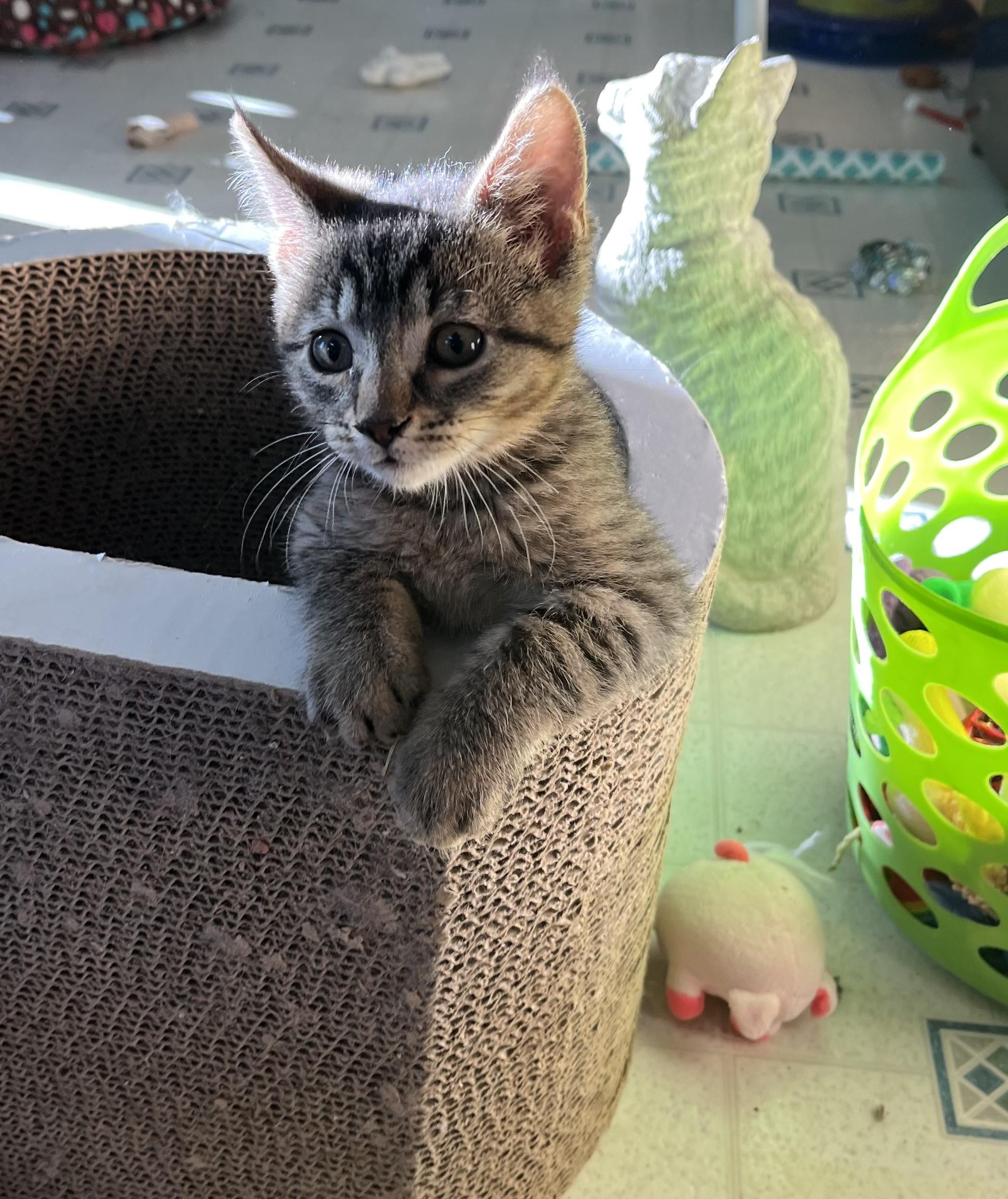 Jingle, an adopted Domestic Short Hair in Butte, MT image 1/4