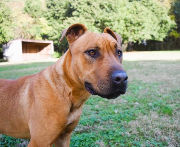 Marco, Adoptable, Adult Male Pit Bull Terrier.