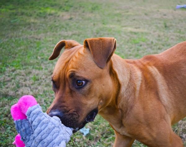 Enlarge Marco, a Adoptable mixed breed in Mobile, AL image 2/6